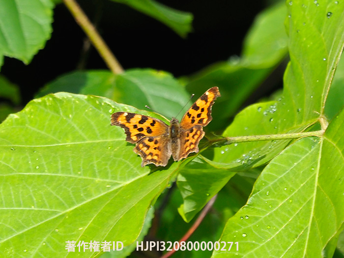 シータテハの夏型　Polygonia c-album