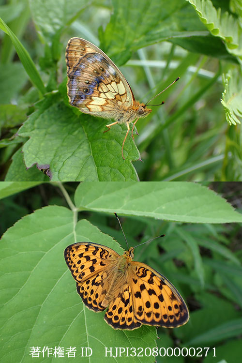 ヒョウモンチョウ　Brenthis daphne