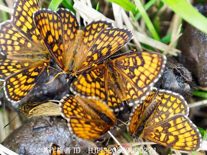 糞に集まるコヒョウモンモドキ　Melitaea ambigua 