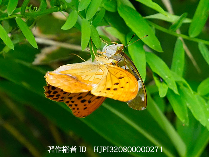 メスグロヒョウモンの求愛　Damora sagana