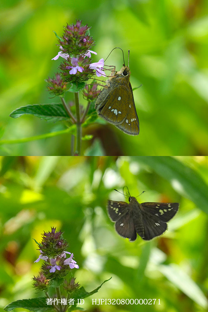庭のミヤマチャバネセセリ　Pelopidas jansonis