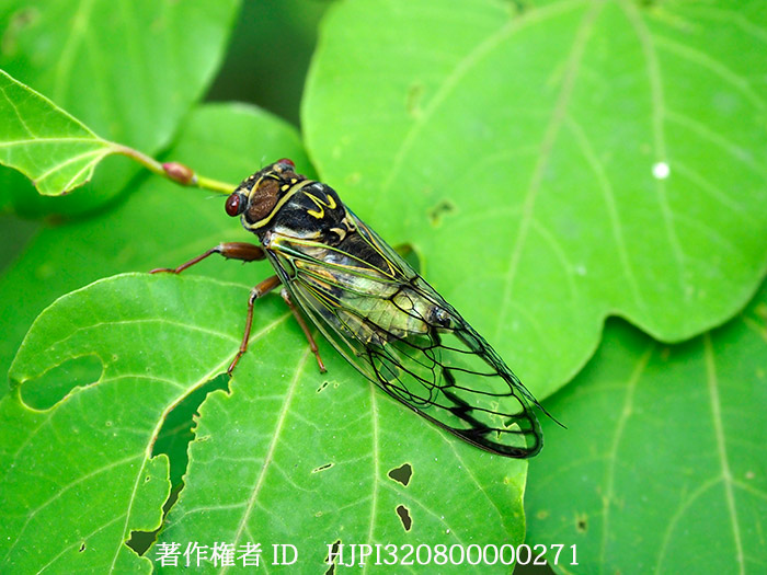 庭のエゾゼミ　Lyristes japonicus