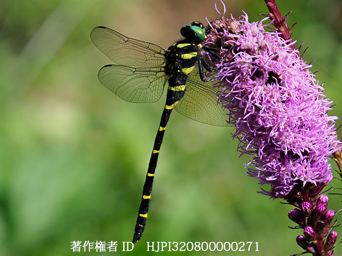 庭のオニヤンマ　Anotogaster sieboldii