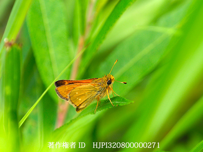 アカセセリ Hesperia florinda