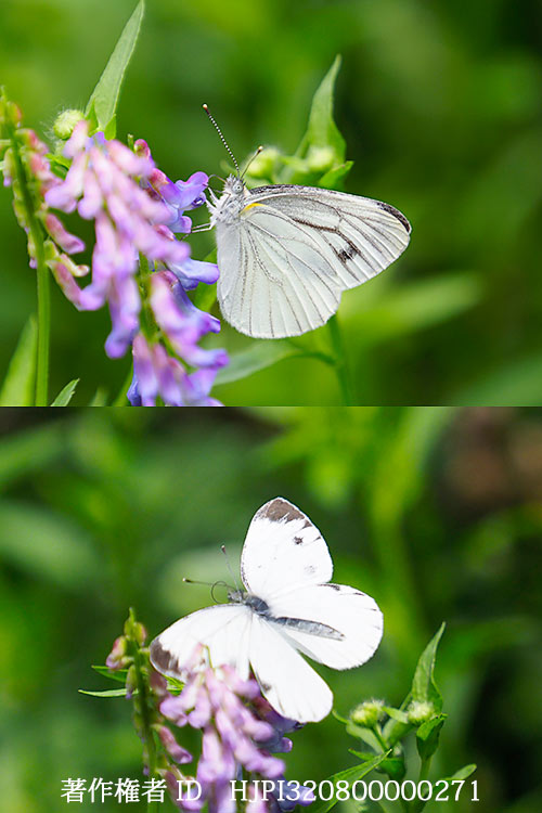 ヤマトスジグロシロチョウの夏型　Pieris nesis