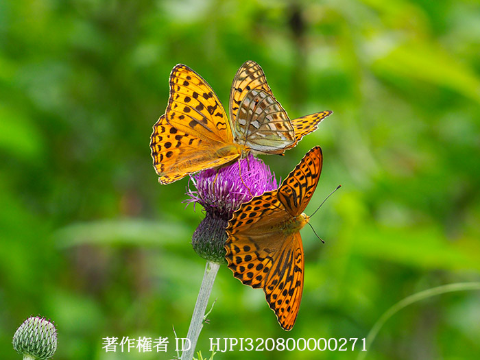 2種に分離されているウラギンヒョウモン　Fabriciana sp.