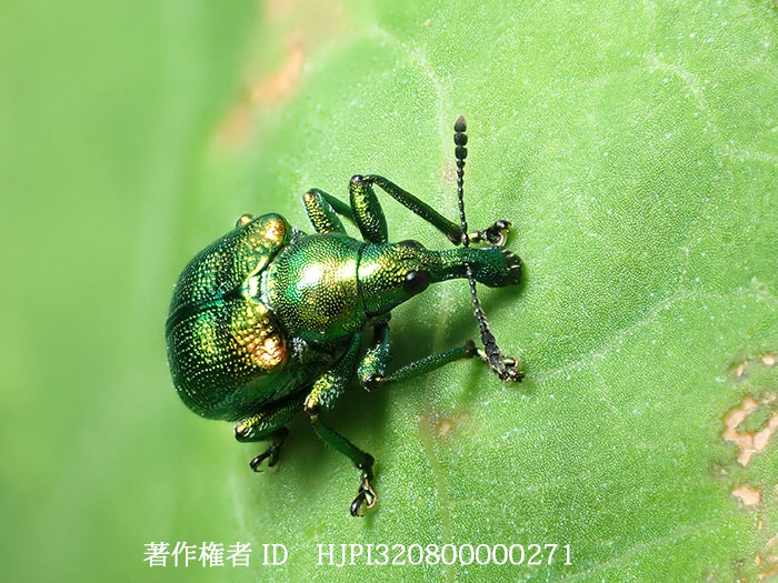 ドロハマキチョッキリ　Byctiscus puberulus