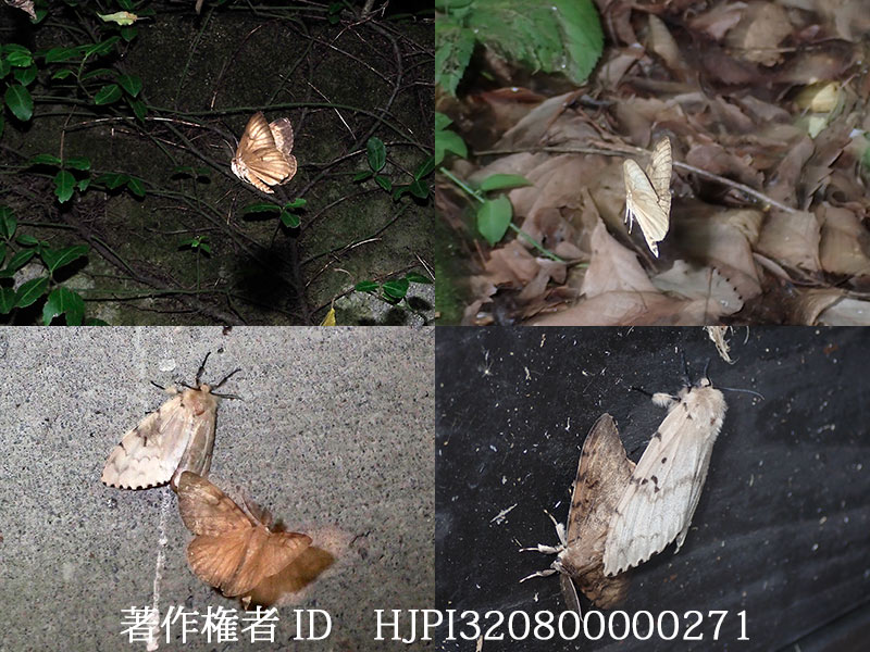 マイマイガ　Lymantria dispar