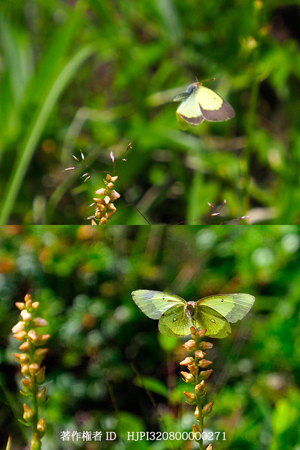 ミヤマモンキチョウのオスの飛翔　Colias palaeno