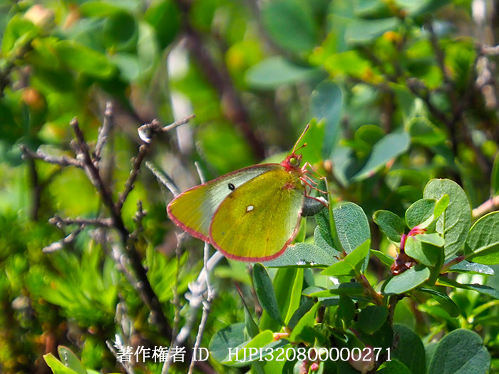ミヤマモンキチョウの産卵　　Colias palaeno