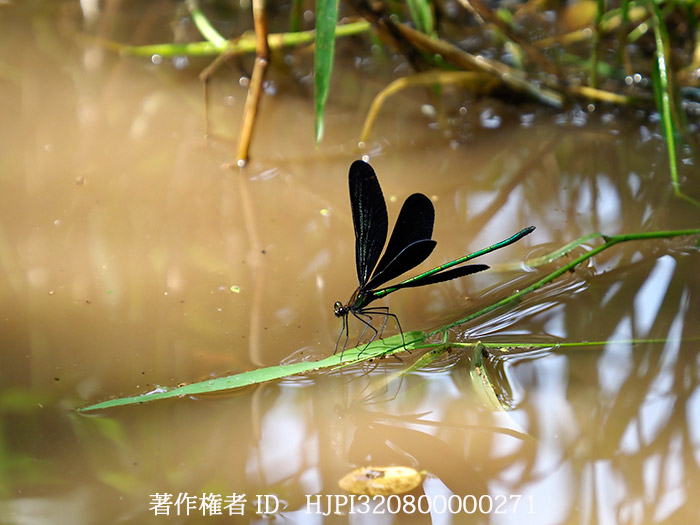 ハグロトンボ　Calopteryx atrata