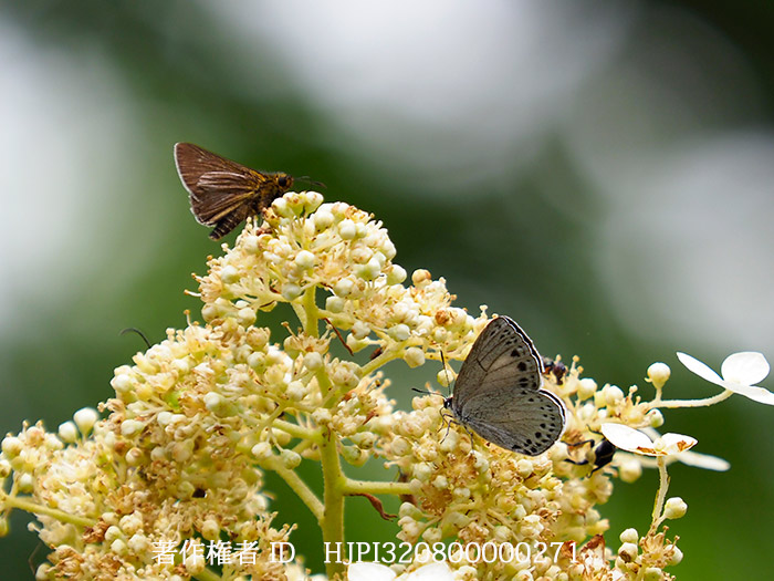 ウラゴマダラシジミ　Artopoetes pryeri