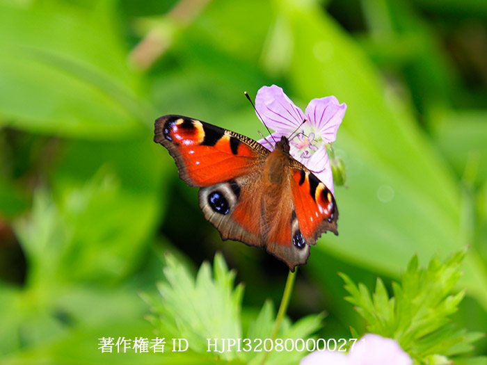 クジャクチョウ　Inachis io