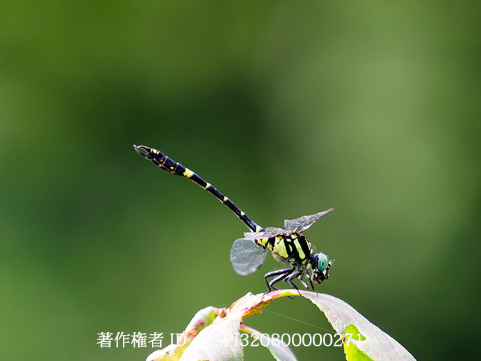 オナガサナエ　Melligomphus viridicostus
