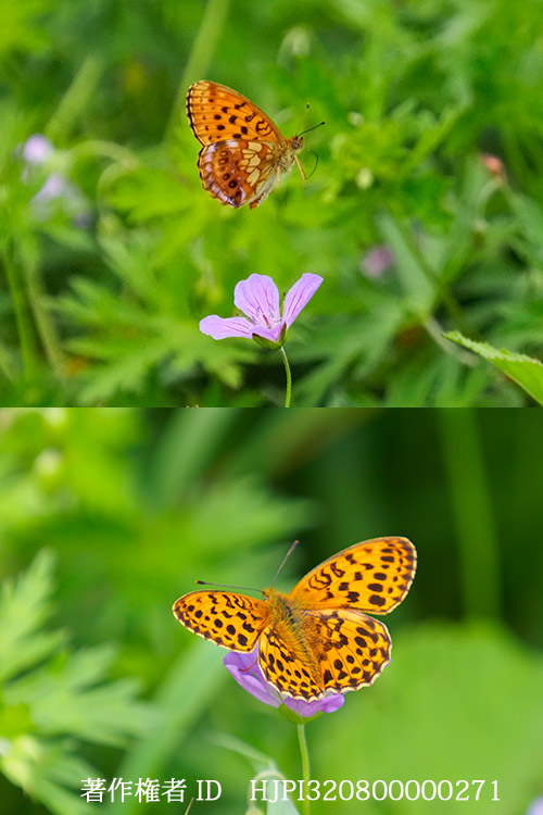 コヒョウモン　Brenthis ino