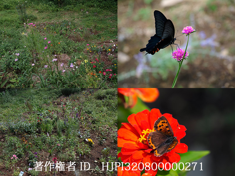 バタフライガーデン