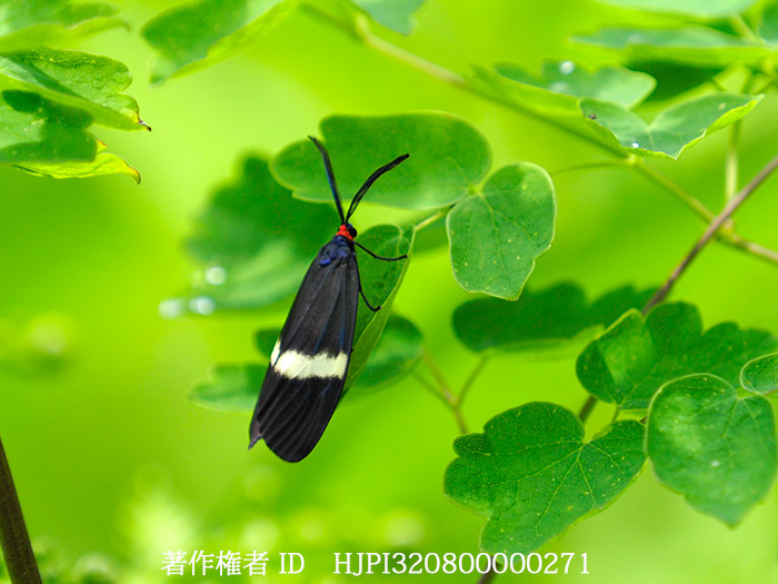 シロシタホタルガ　Neochalcosia remota