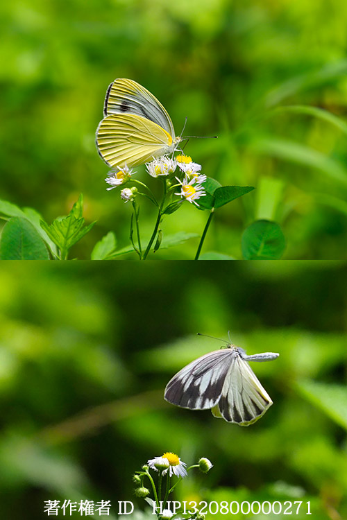 庭のヤマトスジグロシロチョウ？夏型メス　Pieris nesis