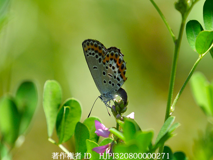 ミヤマシジミの産卵　Lycaeides argyrognomom