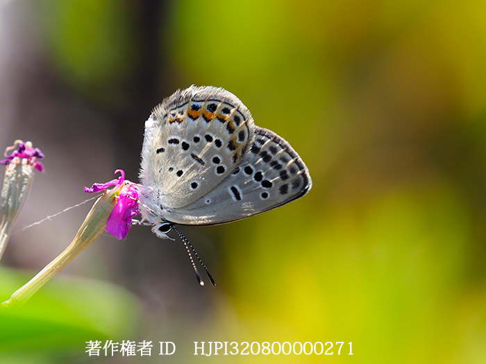 クロツバメシジミ　Tongeia fischer