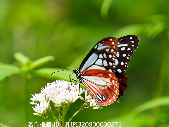 アサギマダラ　Parantica sita