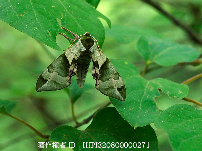 ウンモンスズメ　Callambulyx tatarinovii