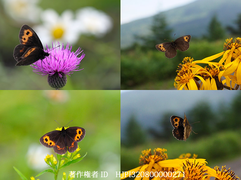 ベニヒカゲのオスとメス　Erebia ligea