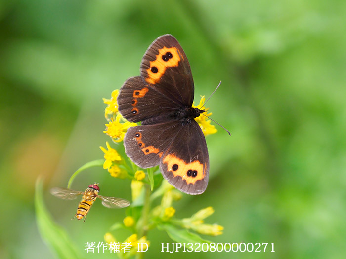 ベニヒカゲとヒラタアブ　Erebia ligea