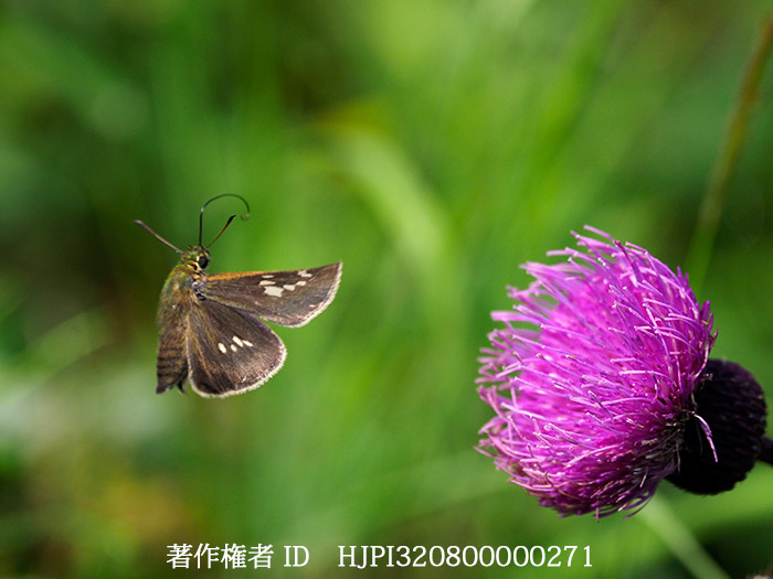 オオチャバネセセリの飛翔　Zinaida pellucida