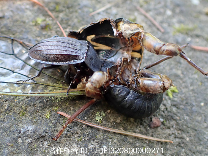 オオヒラタシデムシの成虫と幼虫
