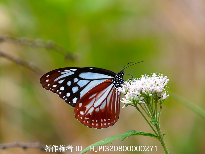 アサギマダラのメス　Parantica sita