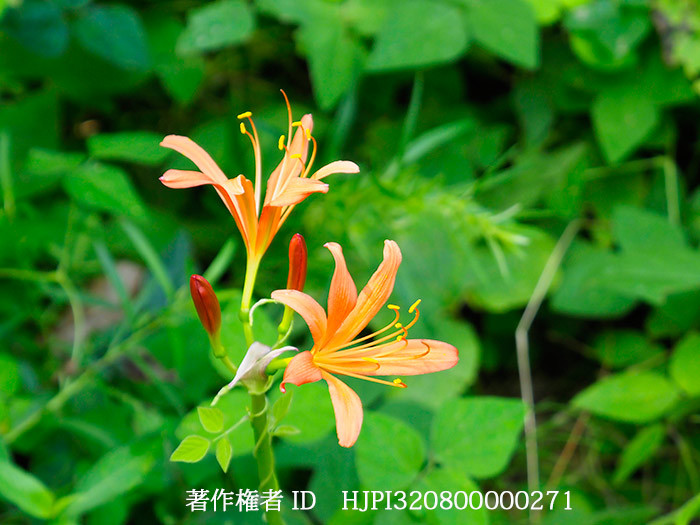 庭のキツネノカミソリ