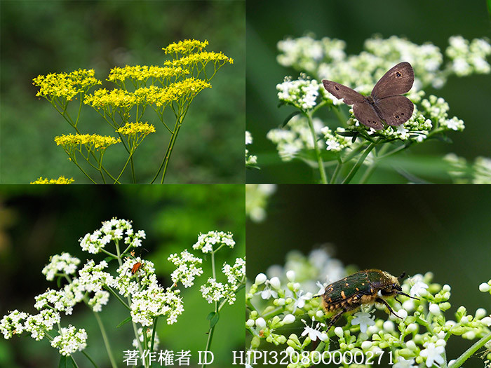 庭のオミナエシとオトコエシ