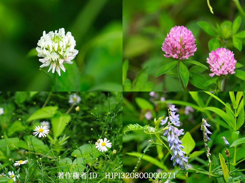 チョウの来る庭の雑草