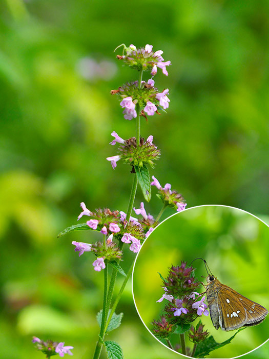 庭のクルマバナ