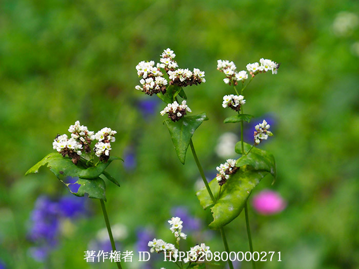 庭のソバの花