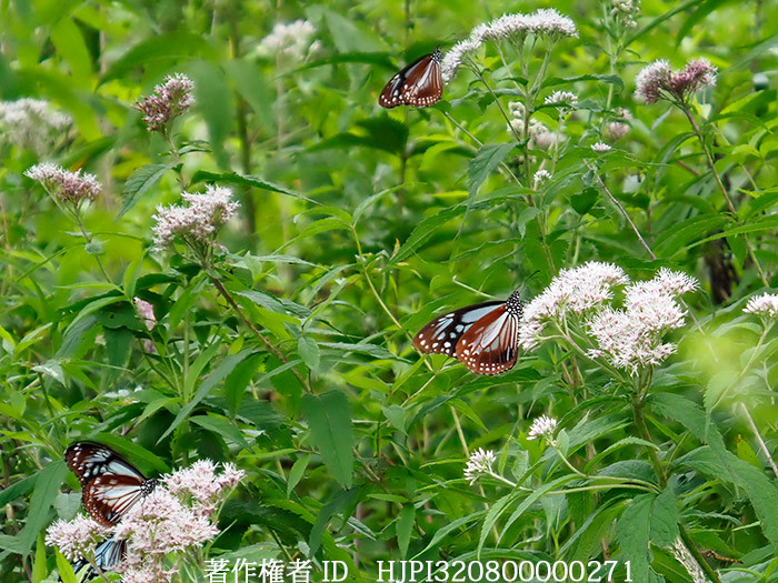 アサギマダラを深度合成で