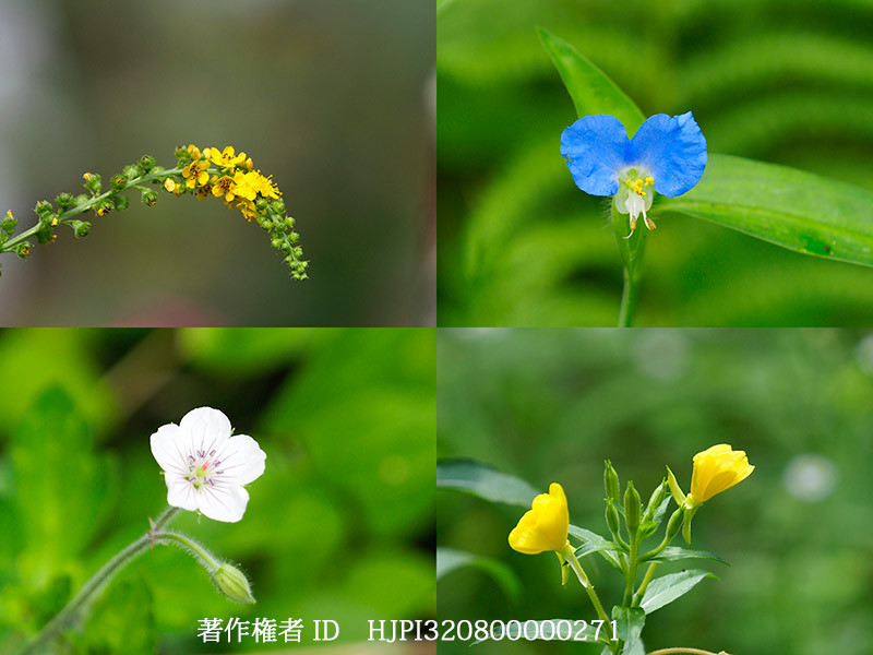 チョウのこない庭の野草