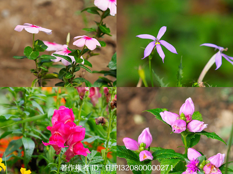 チョウのこない庭の園芸植物