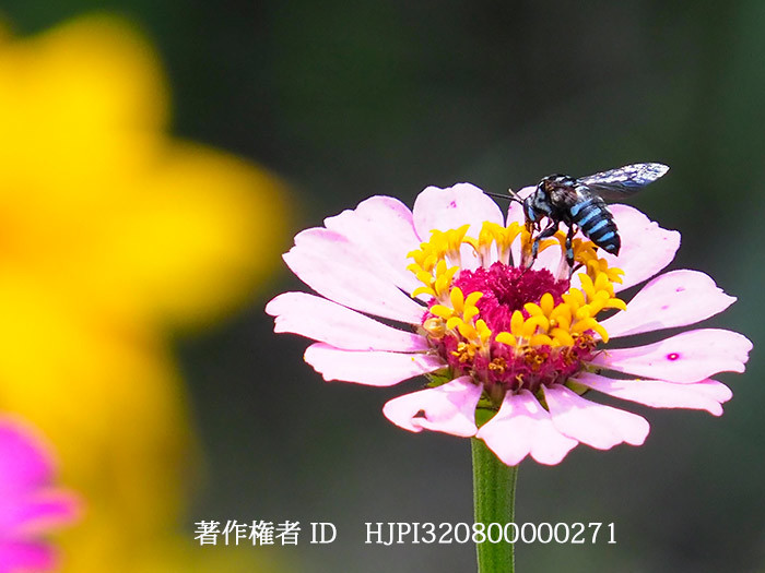 庭のルリモンハナバチ　Thyreus decorus