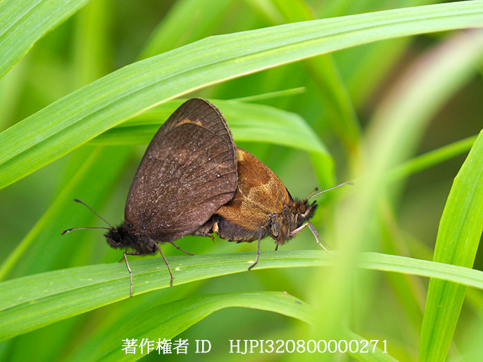 ベニヒカゲの交尾　Erebia ligea