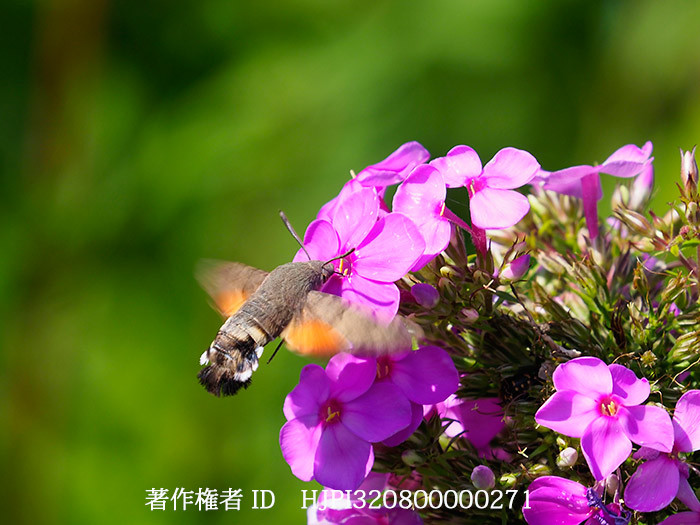 庭のフロックスにホウジャク　Macroglossum stellatarum