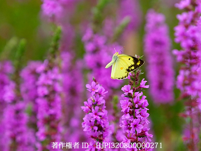 モンキチョウのオスの飛翔　Colias erate