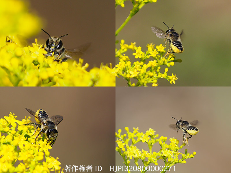 庭のツルガハキリバチ　Megachile tsurugensis