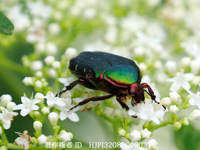 庭のオトコエシにアオハナムグリ　Eucetoma roelofsi