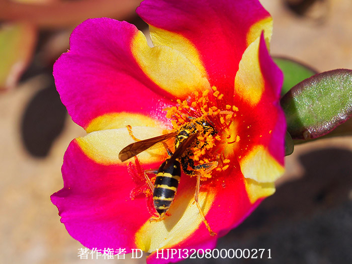 フタモンアシナガバチ　Polistes chinensis