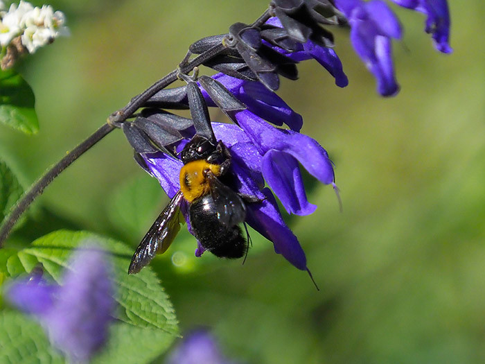 クマバチの盗蜜　Xylocopa appendiculata