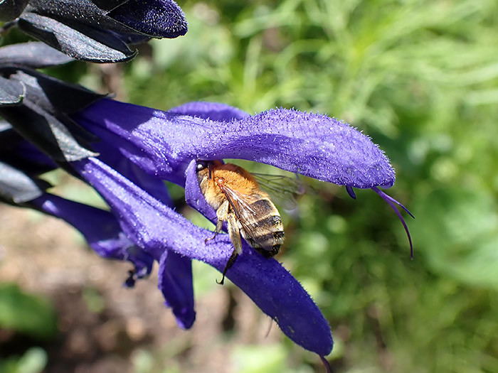 メドーセージの花にコシブトハナバチ　　Amegilla florea