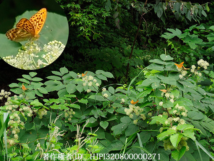 ミドリヒョウモンがいっぱい　Argynnis paphia