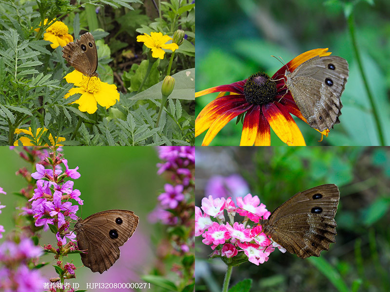 ジャノメチョウが来た庭の花　Minois dryas